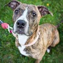 Thumbnail photo of Bella #2