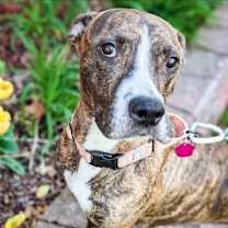 Thumbnail photo of Bella #3