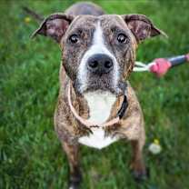 Thumbnail photo of Bella #4