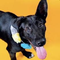 Thumbnail photo of Minnie #2