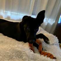 Thumbnail photo of Minnie #3