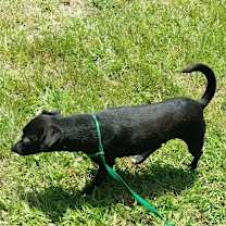 Thumbnail photo of Erida #2