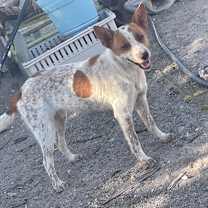 adopt-pet