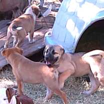 Thumbnail photo of GAMBLER #3