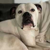 Thumbnail photo of Puffy #4