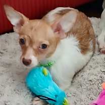 Thumbnail photo of Cinnamon #1