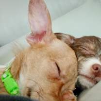 Thumbnail photo of Cinnamon #2