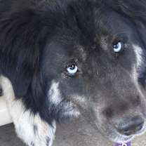 adopt-pet