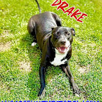 Thumbnail photo of Drake #2