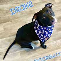 Thumbnail photo of Drake #3