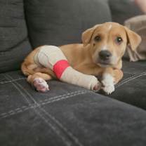 Thumbnail photo of Simba #3