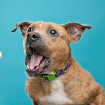 Thumbnail photo of Ralo #3