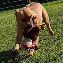 Thumbnail photo of Bruno #2