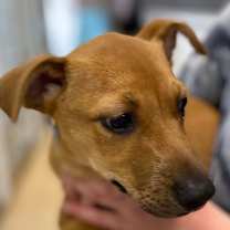 Thumbnail photo of Mikki  #3