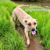 Thumbnail photo of Jingleheimer #1