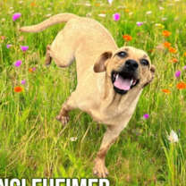 Thumbnail photo of Jingleheimer #2