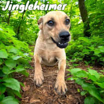 Thumbnail photo of Jingleheimer #3