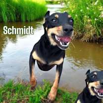 Thumbnail photo of Schmidt #1