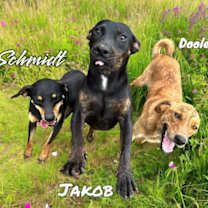 Thumbnail photo of Schmidt #4