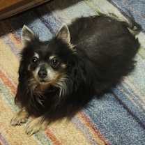 Thumbnail photo of William Gatlin #1