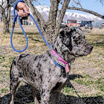 Thumbnail photo of Reva #4