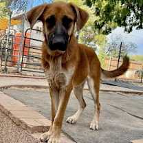 adopt-pet
