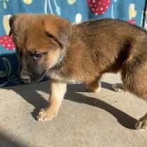 Thumbnail photo of Ari #4