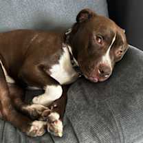 adopt-pet