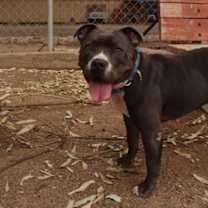 Thumbnail photo of Shania #1