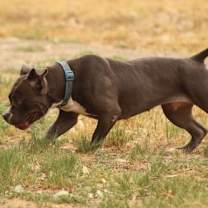 Thumbnail photo of Shania #2