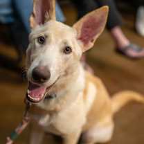 Thumbnail photo of Sherbert #2