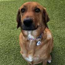 adopt-pet