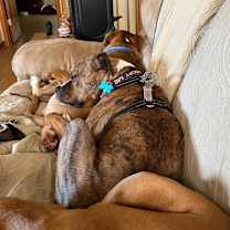 Thumbnail photo of Dozer #3