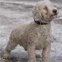 Thumbnail photo of Winky Wally #2