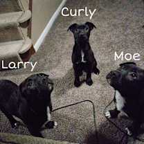 Thumbnail photo of Moe #3