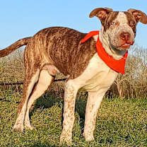 Thumbnail photo of Ace - great with kids #3