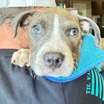 Thumbnail photo of Kermit the Dog #2