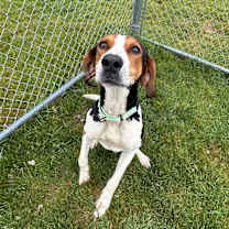 Thumbnail photo of Frankie #2