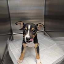 Thumbnail photo of Maximus 2 25-12-148 #2