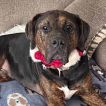 Thumbnail photo of Willie #2