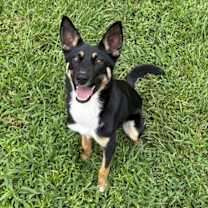 Thumbnail photo of Belle (Holiday Litter) #4