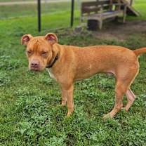 Thumbnail photo of Lou #3