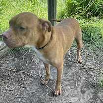 Thumbnail photo of Lou #4