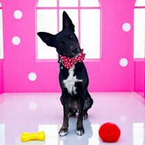 Thumbnail photo of Ruby-ADOPT Me! #1