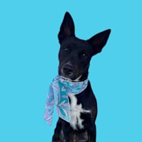 Thumbnail photo of Ruby-ADOPT Me! #2