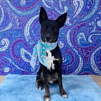 Thumbnail photo of Ruby-ADOPT Me! #3