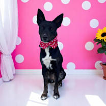 Thumbnail photo of Ruby-ADOPT Me! #4
