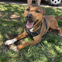 Thumbnail photo of Bailey Katie #1