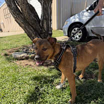 Thumbnail photo of Bailey Katie #2