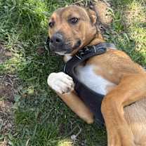 Thumbnail photo of Bailey Katie #4